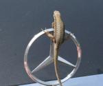 Merco30
